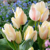 Tulipany Mieke Telkamp - 5 ks v balení