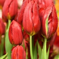 Tulipany Strong Love - 5 ks v balení