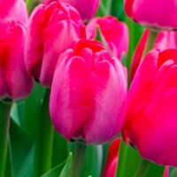 Tulipany Niigata - 5 ks v balení