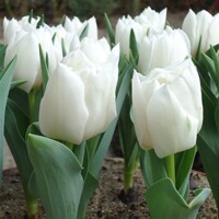Tulipany Popcorn - 3 ks v balení
