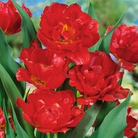 Tulipany Viking - 3 ks v balení