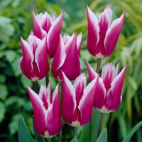 Tulipany Claudia - 3 ks v balení