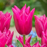 Tulipany Lilyrosa - 3 ks v balení