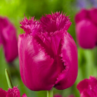 Tulipany Burgundy lace - 3 ks v balení
