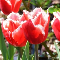 Tulipany Canasta - 3 ks v balení