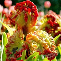 Tulipany Parrot Exotic - 3 ks v balení