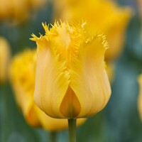 Tulipany Crystal Star - 3 ks v balení