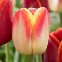 Tulipany Candy Corner - 3 ks v balení