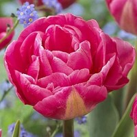 Tulipany Vogue - 3 ks v balení