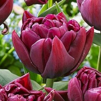 Tulipany Alison Bradley - 3 ks v balení
