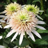 Echinacea Cherry Fluff