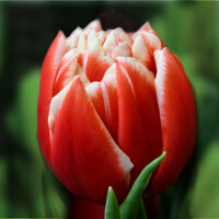 Tulipany Concorde - 3 ks v balení