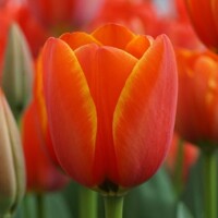 Tulipany Dafeng - 3 ks v balení