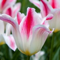 Tulipany Holland Chic - 2 ks v balení