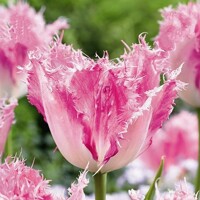 Tulipany Huis Ten Bosch - 2 ks v balení