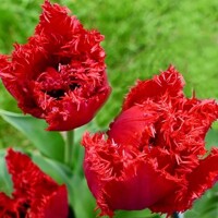 Tulipany Maywood - 2 ks v balení