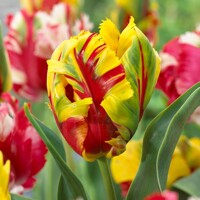 Tulipany Texas Flame - 2 ks v balení