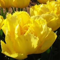 Tulipany Exotic Sun - 2 ks v balení