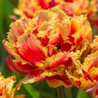 Tulipany Gold Dust - 2 ks v balení