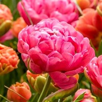 Tulipany Amazing Grace - 2 ks v balení