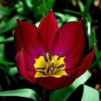 Tulipany Red Beauty - 3 ks v balení