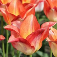 Tulipany Moonblush - 2 ks v balení