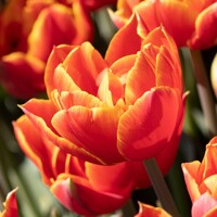 Tulipany Bonanza - 2 ks v balení