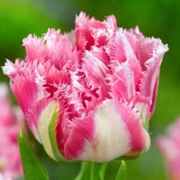 Tulipany Crispion Sweet - 2 ks v balení