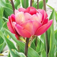 Tulipany Ridgedale - 2 ks v balení