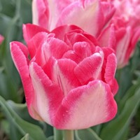Tulipany Pink Delight - 2 ks v balení