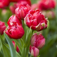 Tulipany Estatic - 2 ks v balení
