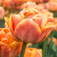 Tulipany Lorenzo - 2 ks v balení