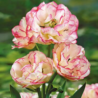 Tulipany Belicia - 2 ks v balení