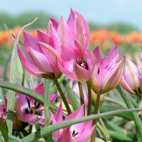 Tulipany Norah 1ks