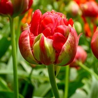 Tulipany Bombastic Red - 2 ks v balení