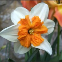 Narcis Parisienne - 3 ks v balení