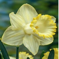 Narcis Lemon Shake - 3 ks v balení