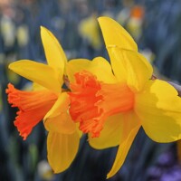 Narcis Pimpernel - 3 ks v balení