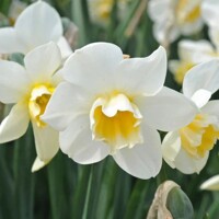 Narcis Sweet Love - 3 ks v balení
