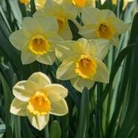 Narcis Yellow Salome - 3 ks v balení