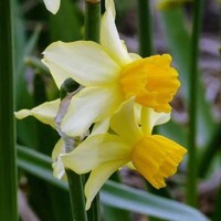 Narcis Spring Sunshine - 3 ks v balení
