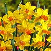 Narcis Garden Opera - 3 ks v balení