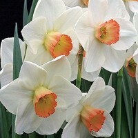 Narcis Fragrant Rose - 3 ks v balení