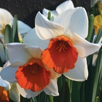 Narcis Chromacolor - 3 ks v balení