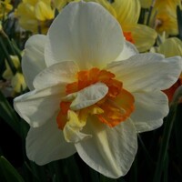 Narcis Flowerdrift - 3 ks v balení