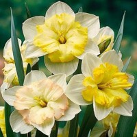 Narcis Changing Colors - 3 ks v balení