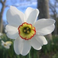 Narcis Pheasants Eye - 3 ks v balení