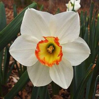 Narcis Audubon - 3 ks v balení