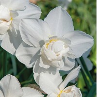 Narcis Snowball - 3 ks v balení