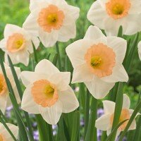 Narcis Peaches And Cream - 3 ks v balení